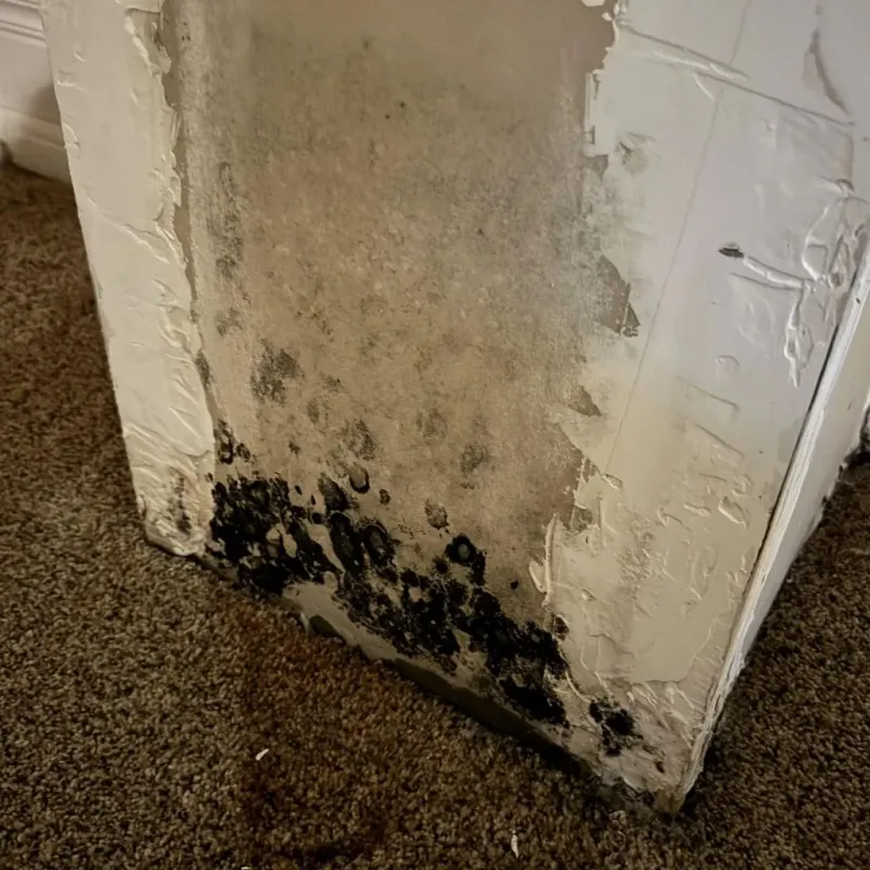 Professional Mold Removal in Henryville, IN